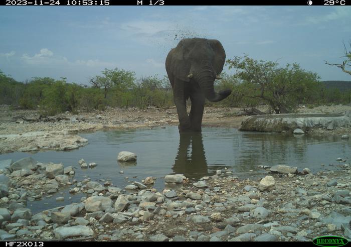 Human presence at waterholes may change animal behavior