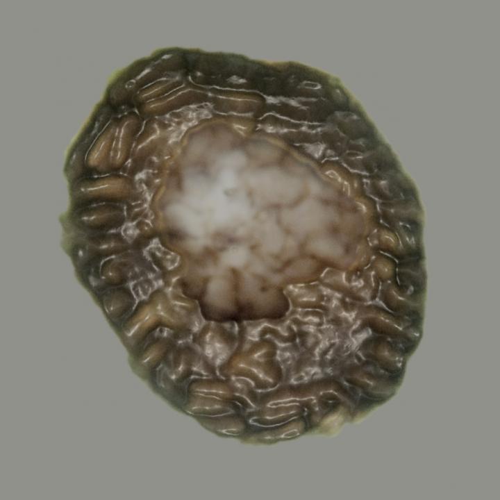 Newly described microfossil bicellum brasieri