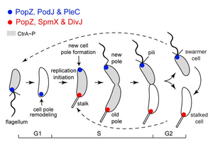 Distinct signaling hubs localized at the opposite cell poles in C. crescentus