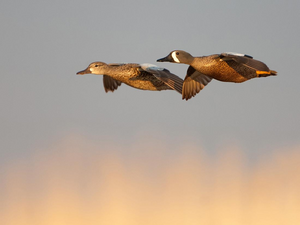 blue-winged teal