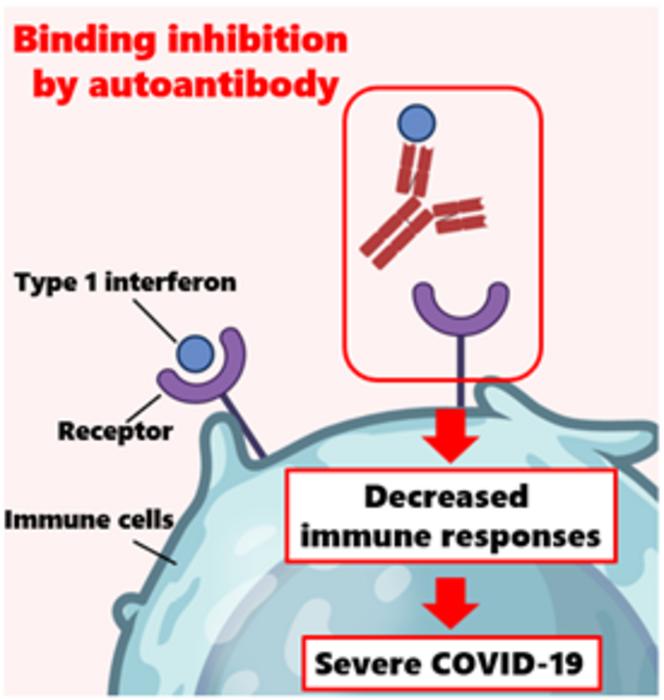 Auto-antibodies can neutralize type 1 interferons and compromise the immune response