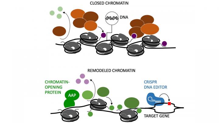 DNA is Obscured by Closed Chromatin