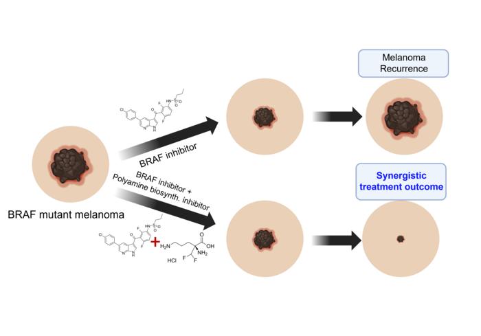 Overcoming BRAF Inhibitor Resistance Through Polyamine Biosynthesis Inhibition