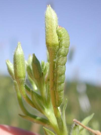 Caterpillar of the Evening Primrose Moth