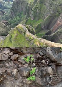 Schiedea waiahuluensis habitat