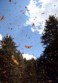 Monarchs Take Flight in Mexico
