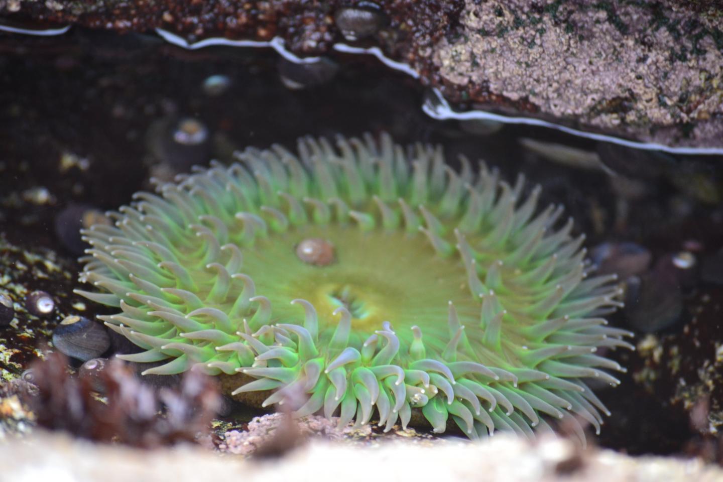 Sea Anemone