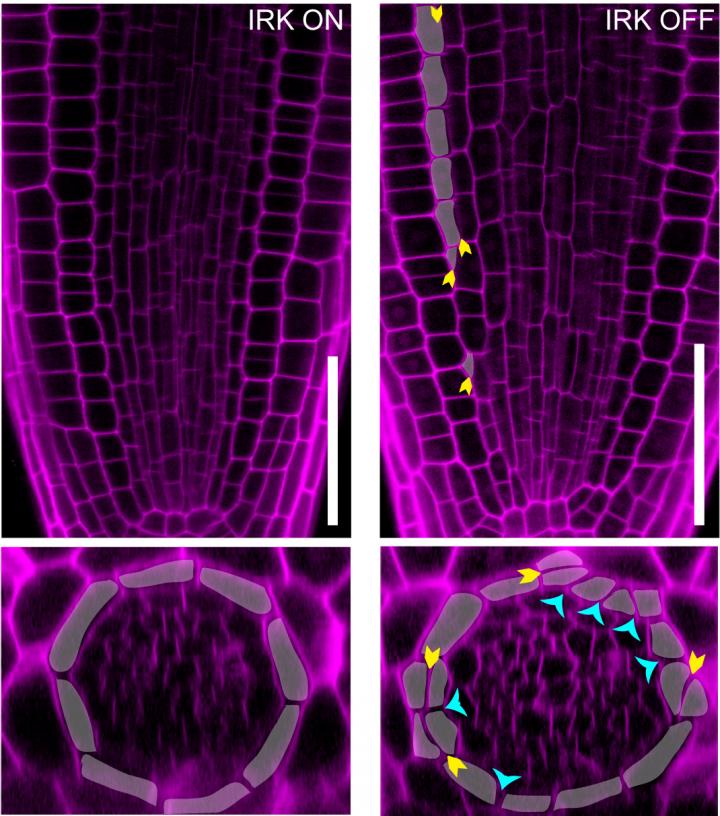 research-identifies-possible-on-off-switch-fo-eurekalert