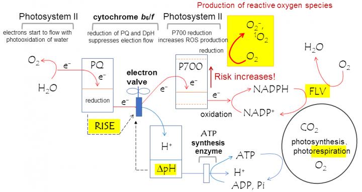 How Plants Prevent Oxidative Stress: Fig 2