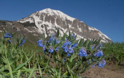 Dwarf Bluebells with a Snow-Capped Mountain in the Background