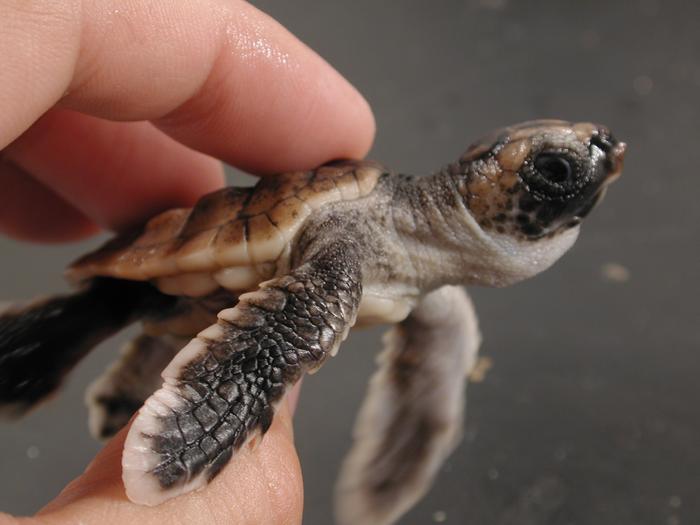 Loggerhead Sea Turtle