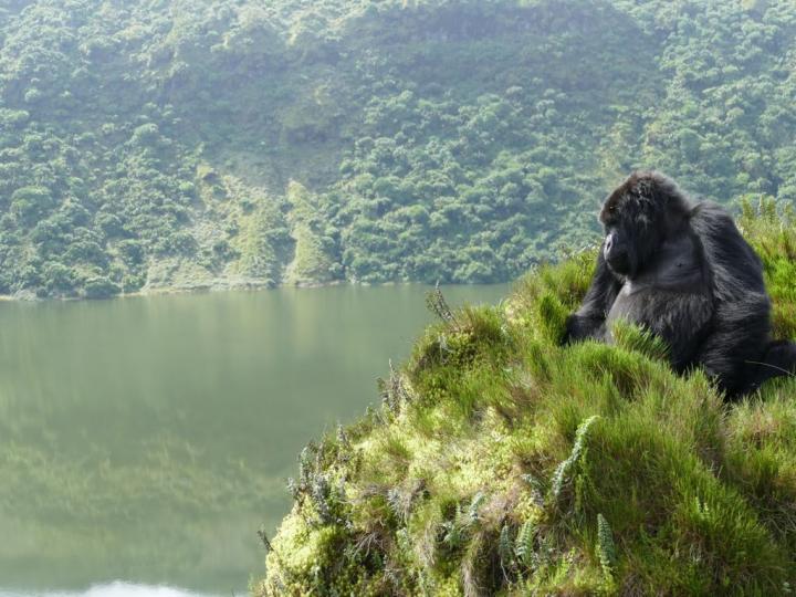 Mountain Gorilla