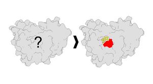 New method illuminates druggable sites on proteins