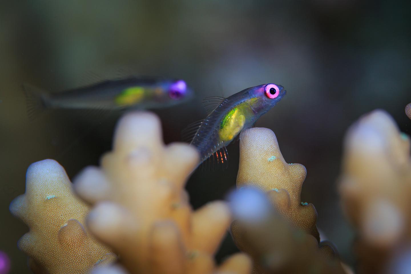 Tiny Fish Live Fast, Die Young (1 of 2)