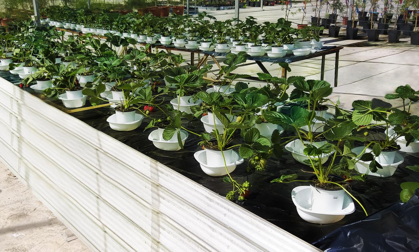 Samples of the study strawberries