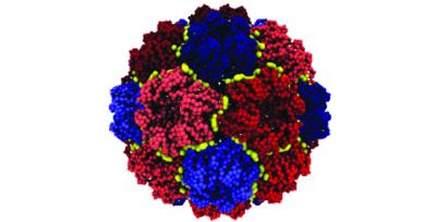 Viral Capsid