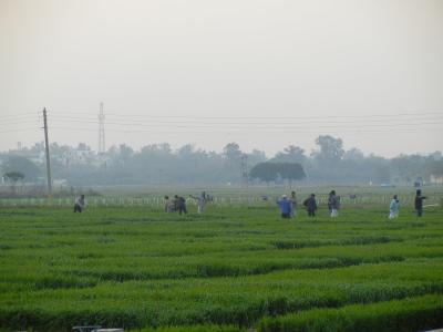 Plots Outside the Indian Agricultural Research Institute