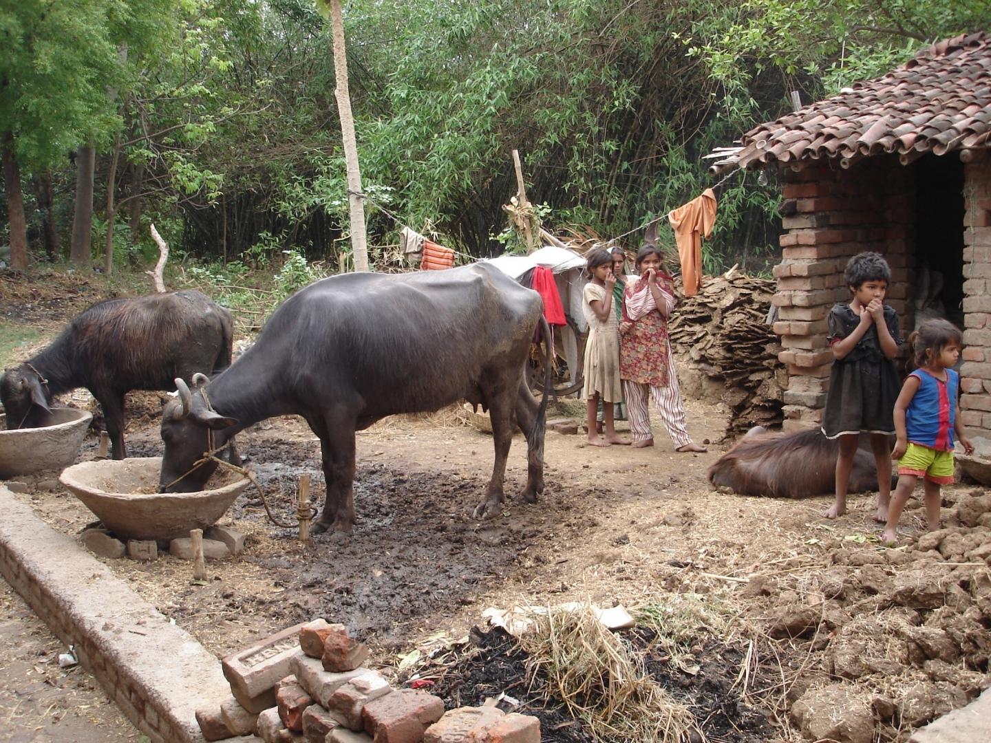 Insecticide Treatment of Cattle to Kill Sand Flies and Combat Leishmaniasis