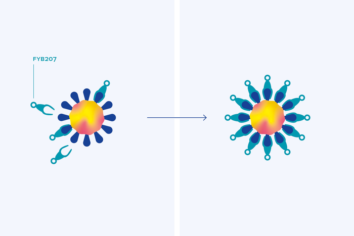 Fusion protein FYB207 blocks SARS-CoV-2 virus