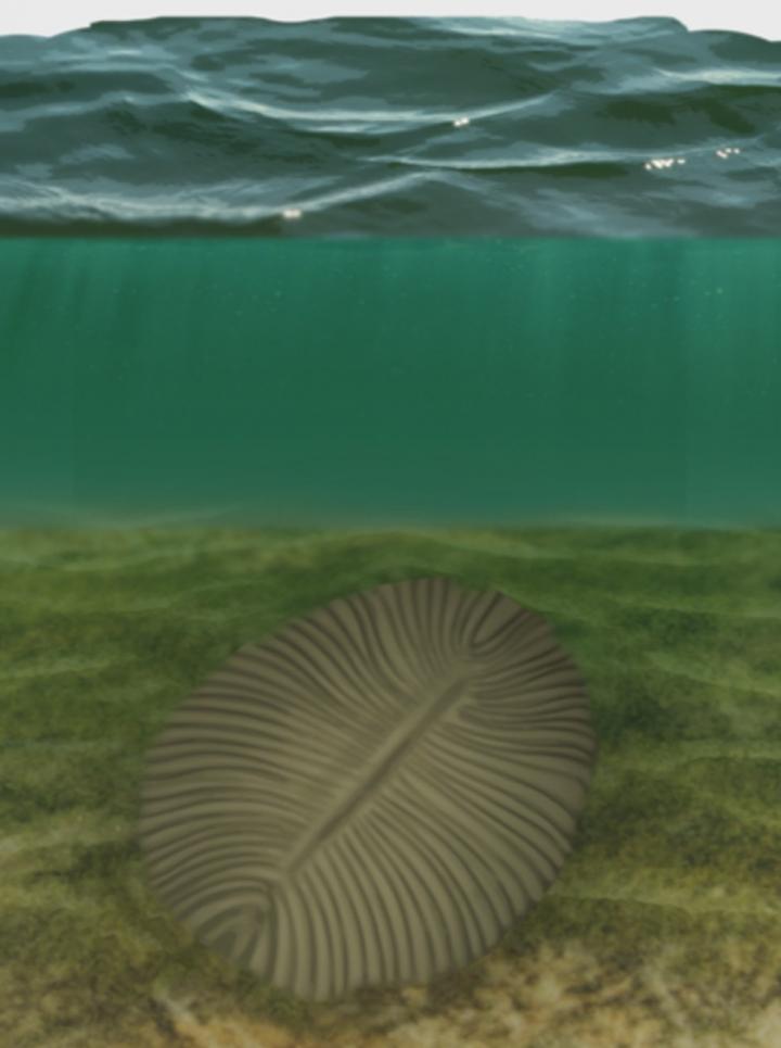 Dickinsonia Reconstruction