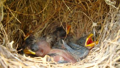 Darwin's Finch Nestlings