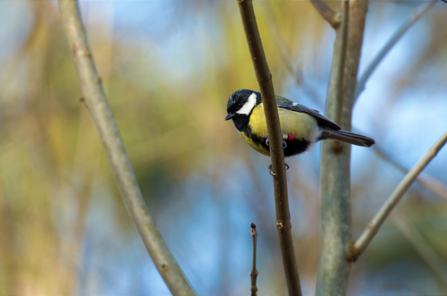 Metabolism Risk in Passerine Birds