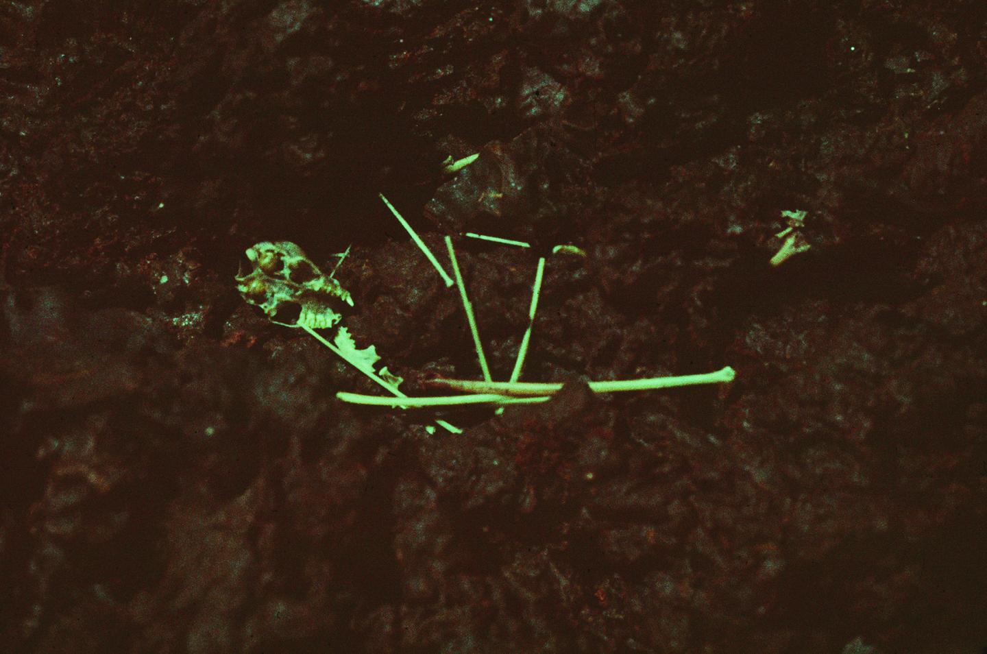 <i>Synemporion</i> Skeleton