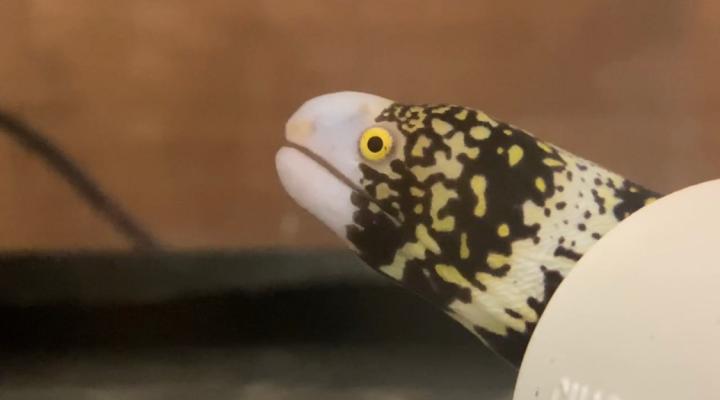 Snowflake Moray