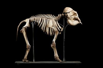 Skeletons of a Slow and Sturdy Elephant (1A)