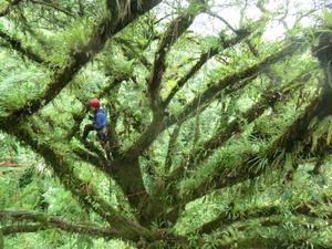 Measuring the effect of climate change on epiphytes