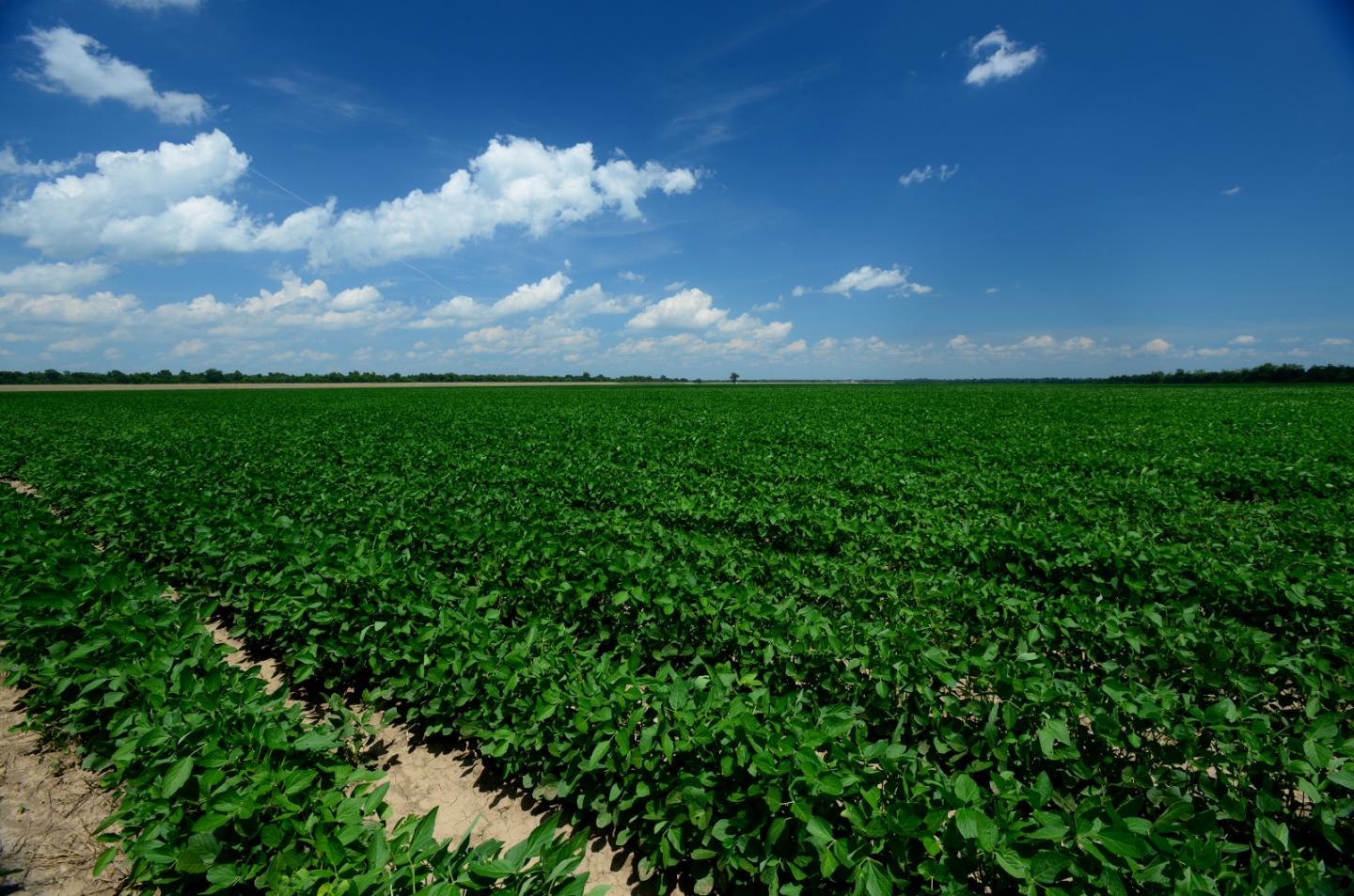Soybean Field