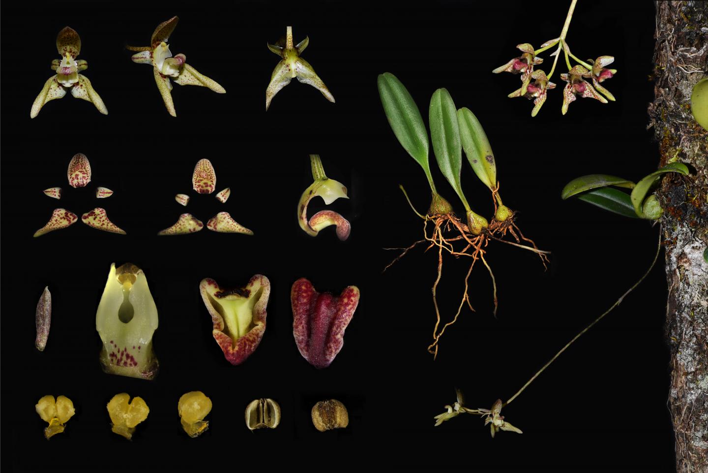 <i>Bulbophyllum reflexipetalum</i>