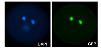 Illustrating Sperm Cell-Specific Expression in <I>Arabidopsis</I> Pollen