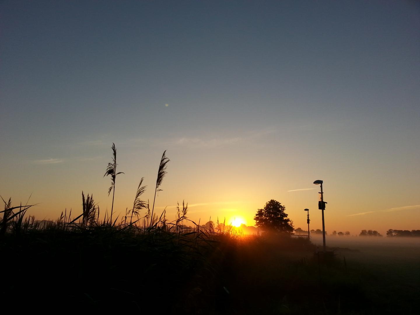 Light Pollution a Reason for Insect Decline