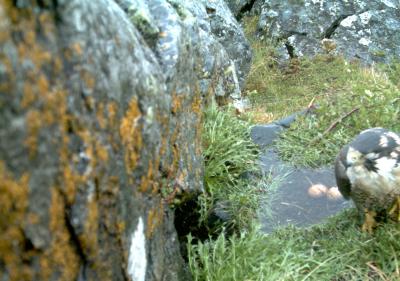 Rainfall Deadly to Arctic Peregrines