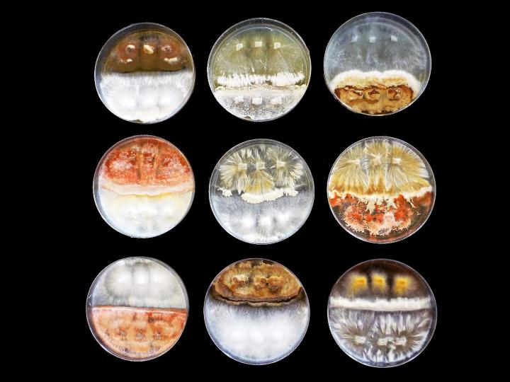 Fungal Paired Competition