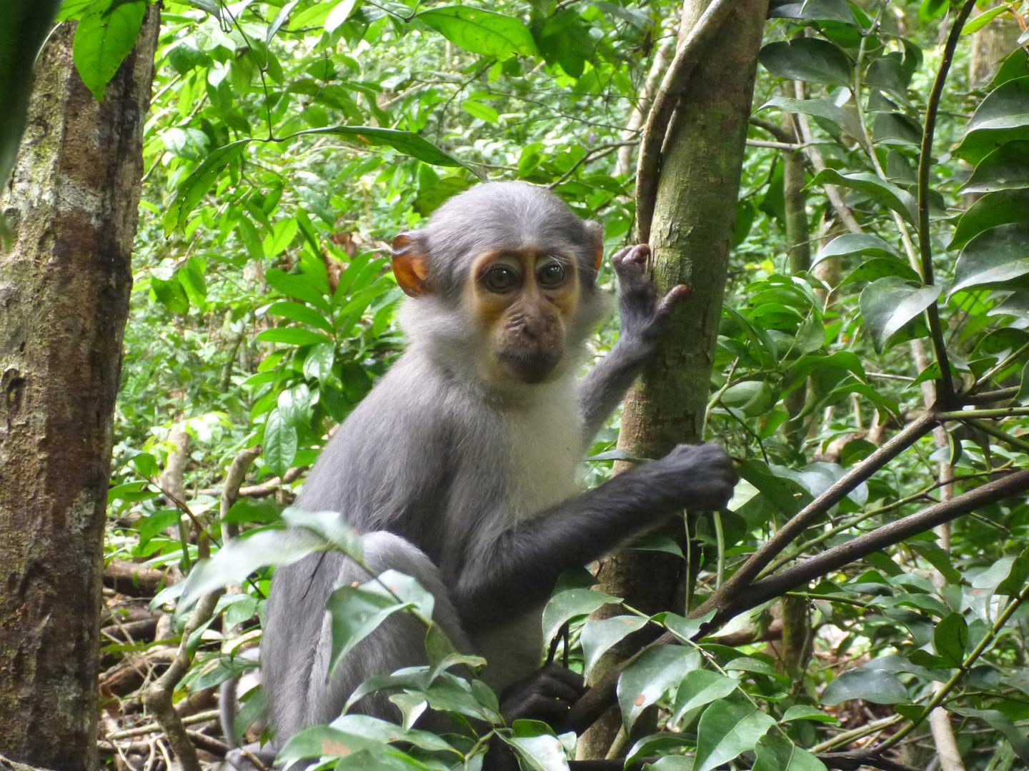 Sooty Mangabey