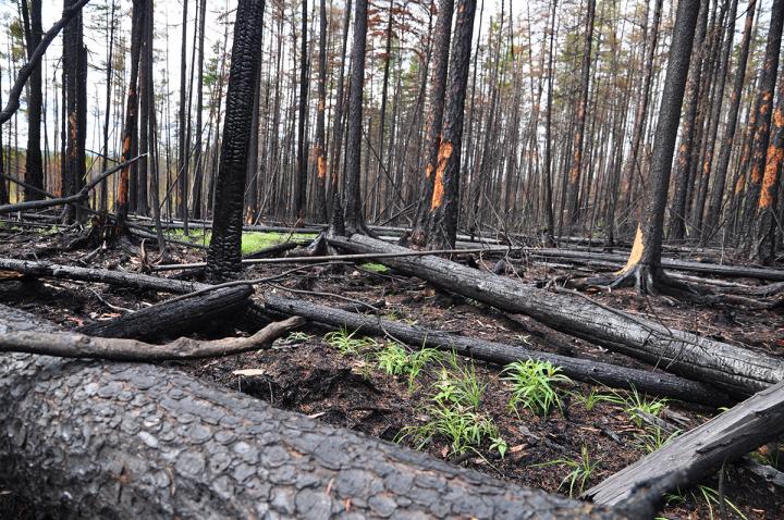 Field in the Russian Far East after a Forest Fire