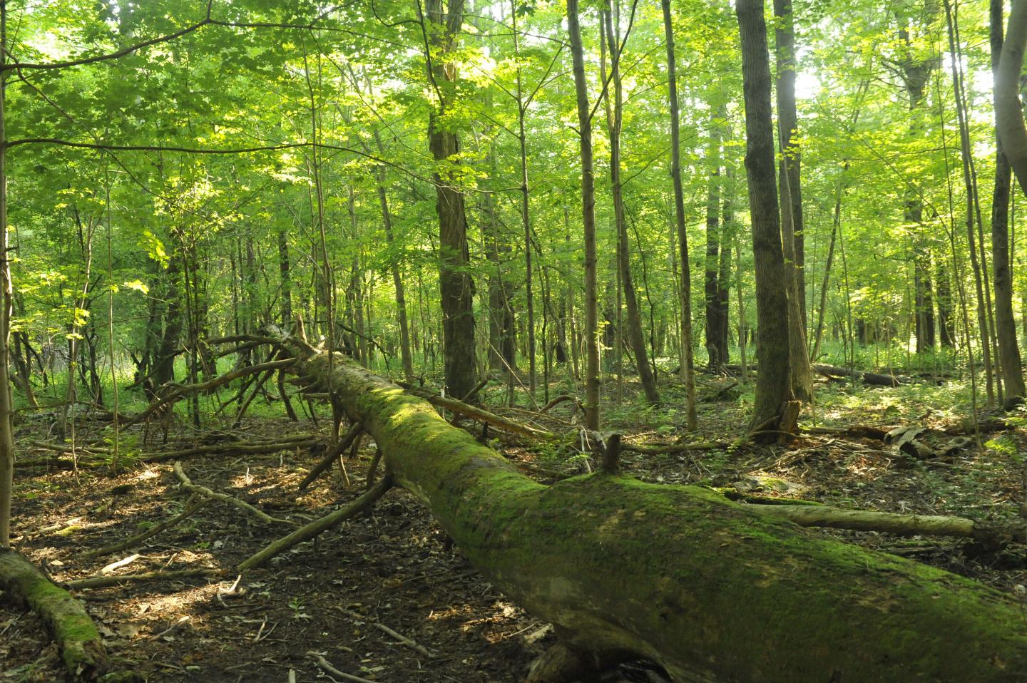 A Carbon Sink that Can't Be Filled