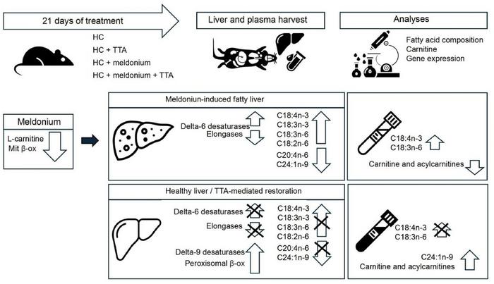 THE EXPERIMENTAL MODEL AND SUMMARY OF RESULTS