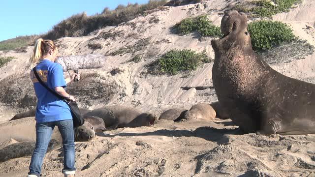 Recording Elephant Seal Calls