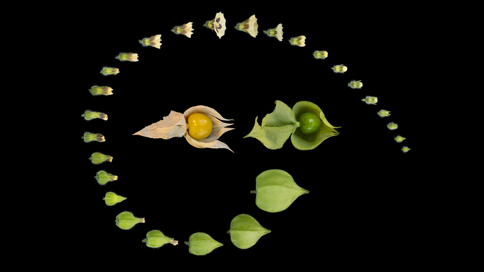 Groundcherry inflated calyx