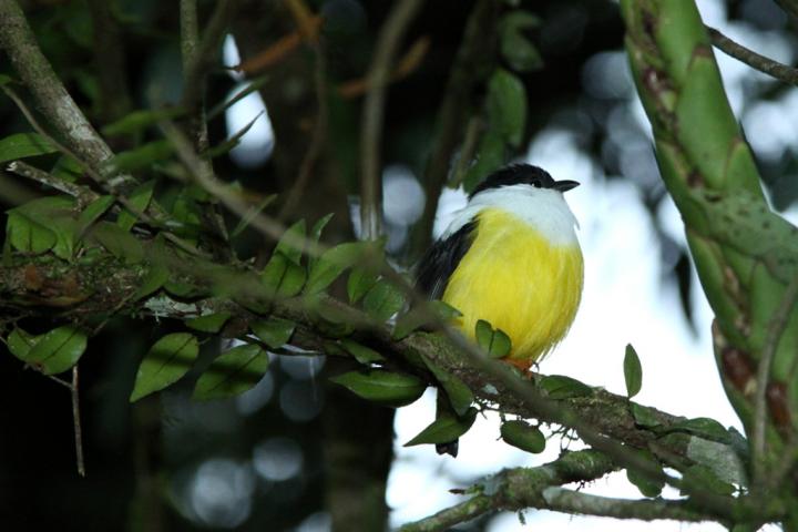 Male White-Collared Manakin