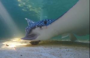 Shell-Shucking Whitespotted Eagle Ray