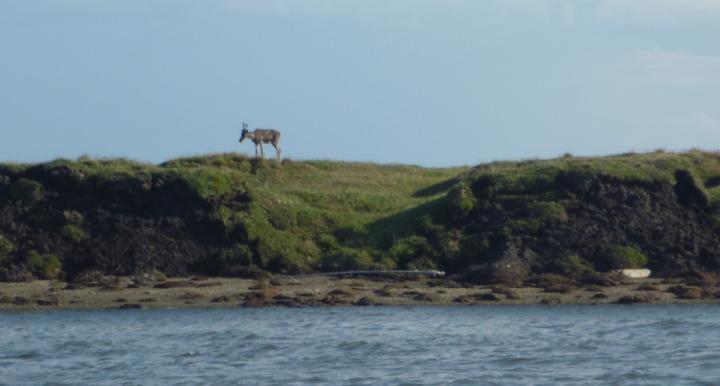 A Caribou