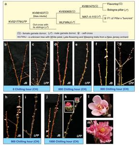 The pedigree of the late-flower peach (LFP) and its chilling requirement.