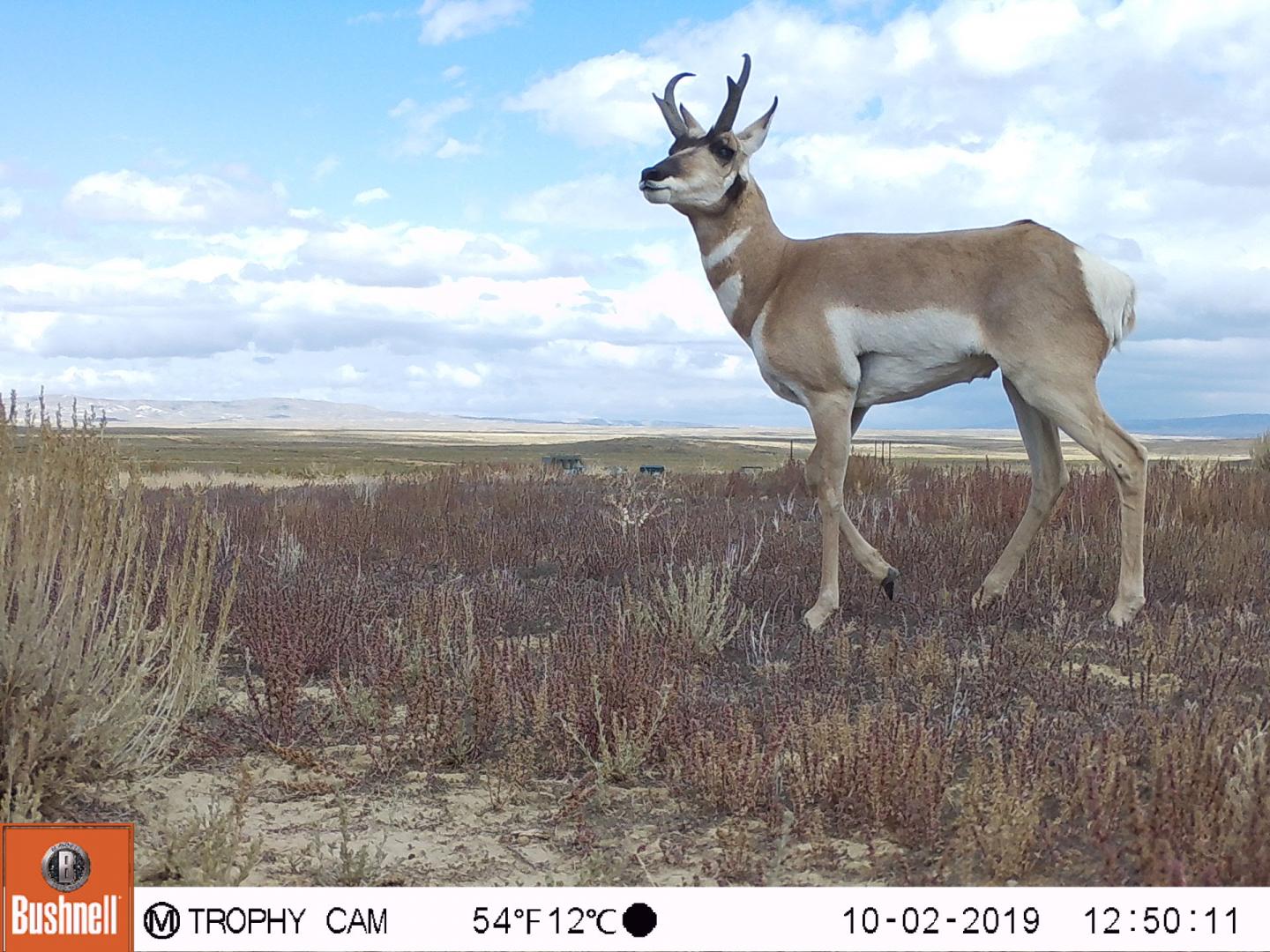 Pronghorn