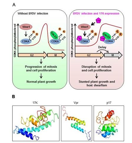 Disruption of barley cell division by BYDV 17K and secondary structure similarity among BYDV 17K and two animal viral proteins