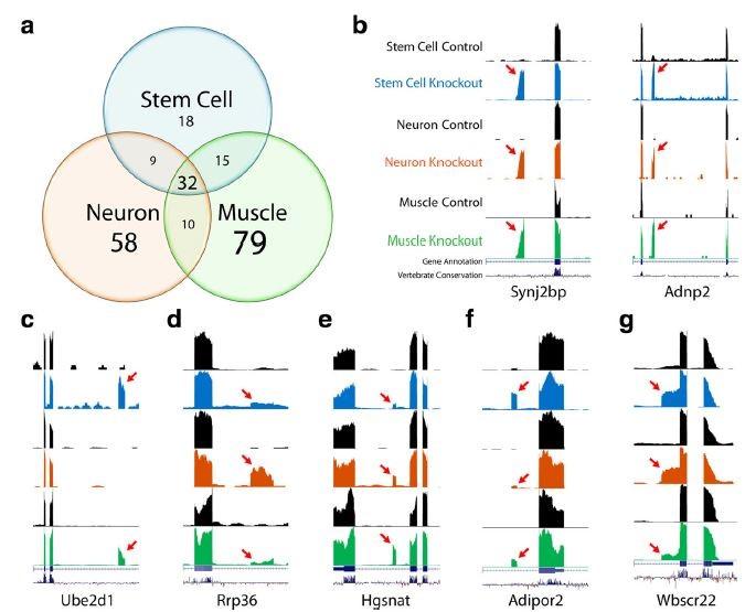 Tdp-43 Cryptic Exons Are Highly Variable between Cell Types