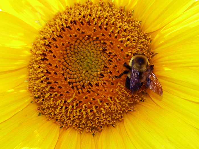 Sunflower pollen seems to be a super-food for pollinators. But why?